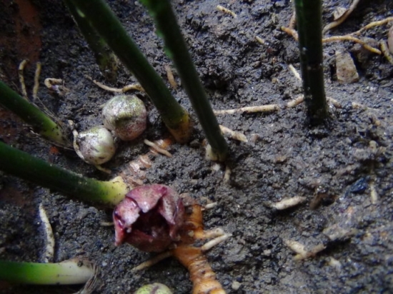 一叶兰开花吗：条件有限则很难开花