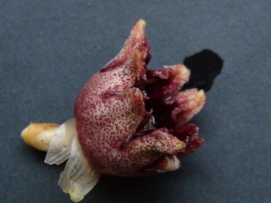 一叶兰开花吗：条件有限则很难开花