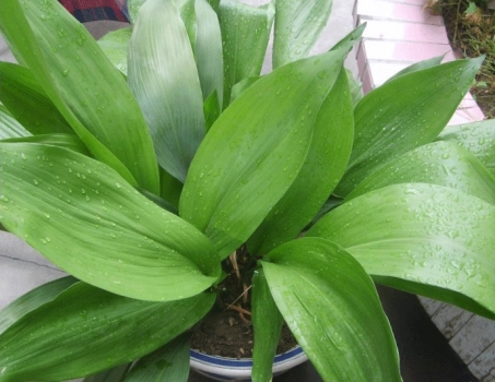 一叶兰的养殖办法和留意事项：土栽和盆栽养殖办法不同