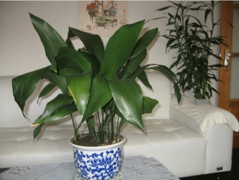 一叶兰的养殖办法和留意事项：土栽和盆栽养殖办法不同