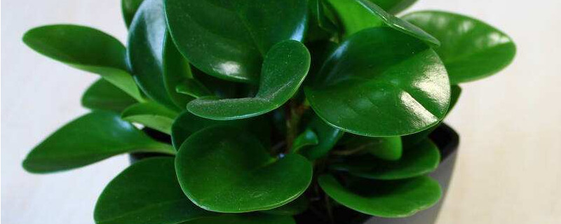 豆瓣绿为何会烂叶子