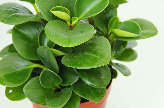 豆瓣绿为何会烂叶子