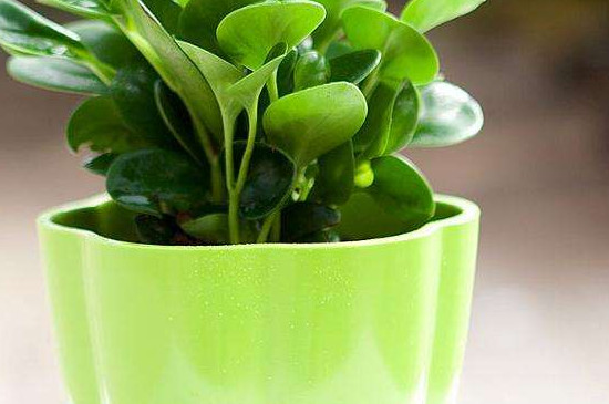 豆瓣绿为何会烂叶子