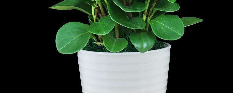 豆瓣绿为何有气味