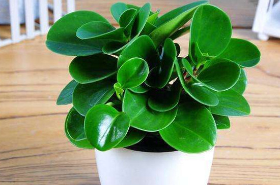 豆瓣绿为何有气味