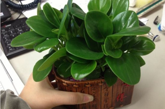 豆瓣绿为何有气味