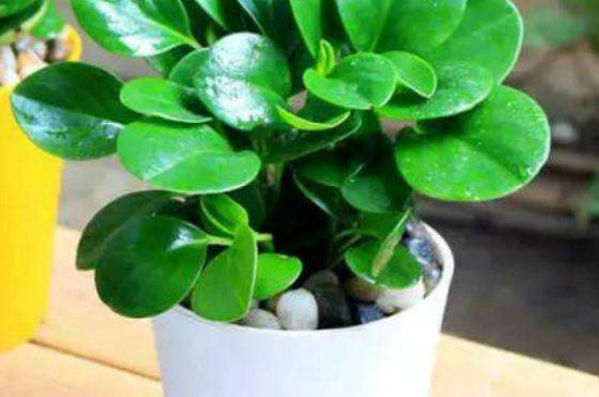 豆瓣绿为何有气味