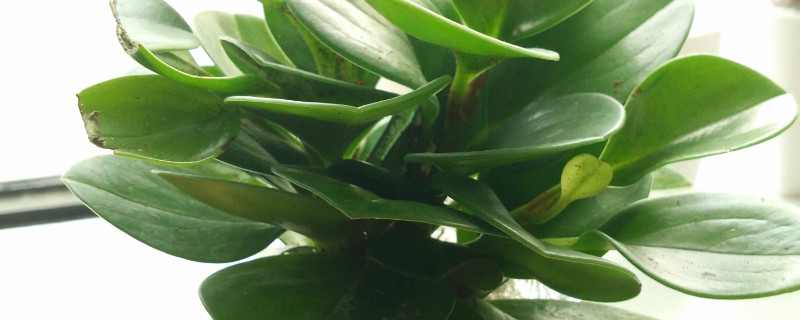 豆瓣绿的修剪办法图解