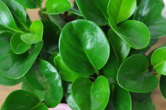 豆瓣绿的修剪办法图解