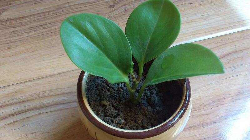 豆瓣绿如何摘心