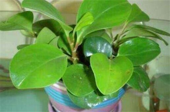 豆瓣绿如何摘心