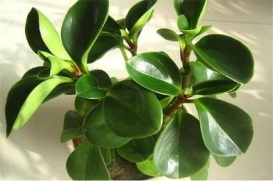 豆瓣绿如何摘心