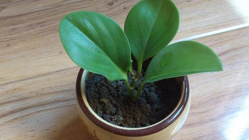 豆瓣绿如何养长得快