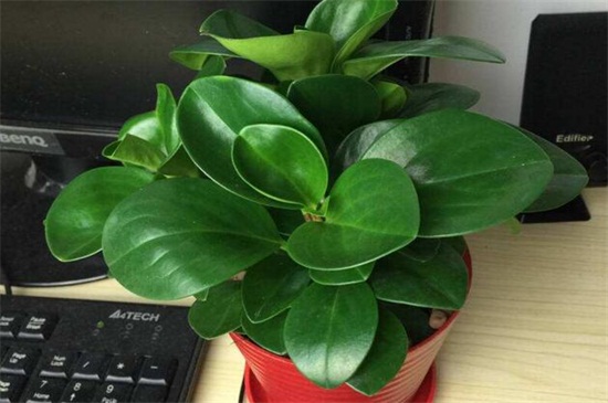 豆瓣绿如何养长得快