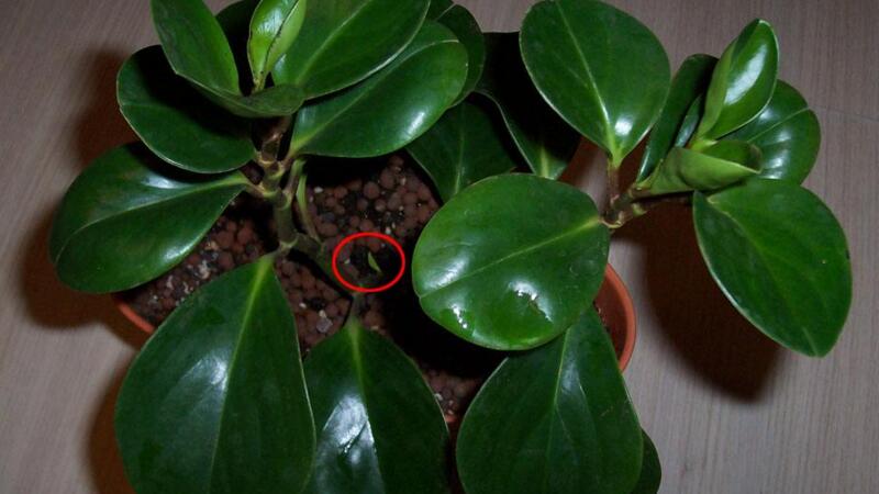 豆瓣绿长太高了如何办