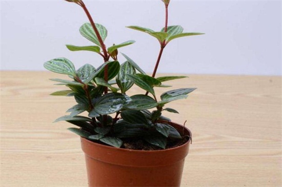 豆瓣绿长太高了如何办