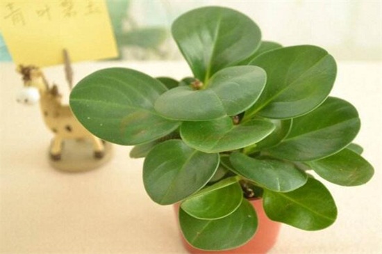 豆瓣绿长太高了如何办