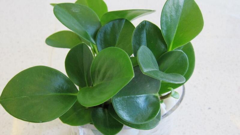 豆瓣绿如何水培生根快