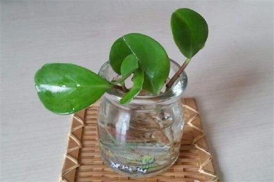 豆瓣绿如何水培生根快