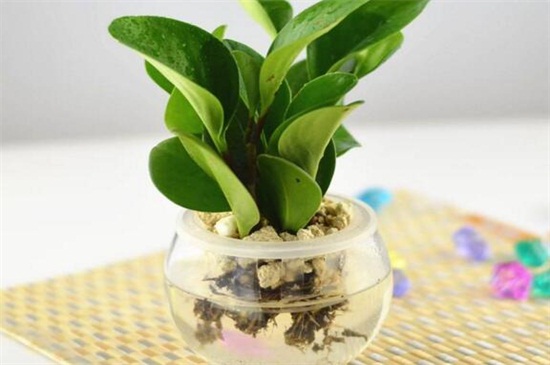 豆瓣绿如何水培生根快