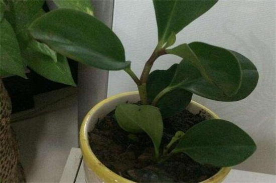 豆瓣绿不长如何办