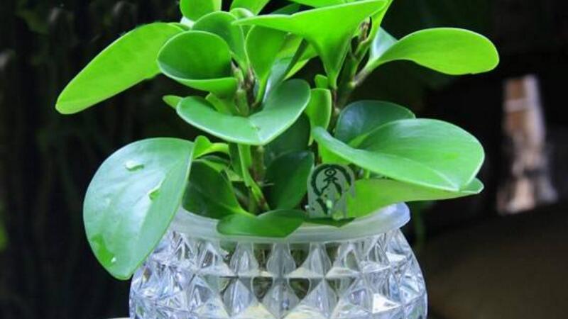 豆瓣绿烂根如何办