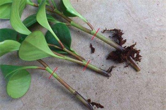 豆瓣绿烂根如何办