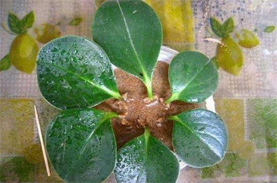 豆瓣绿烂根如何办