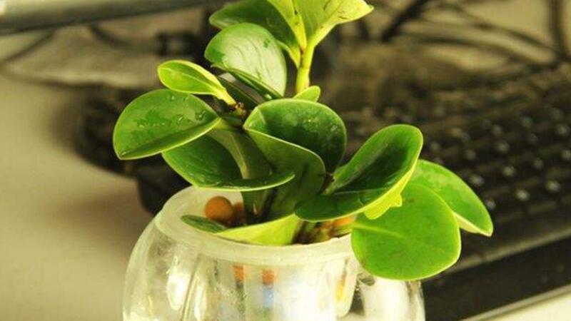 豆瓣绿水培如何生根