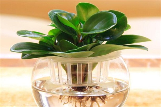豆瓣绿水培如何生根