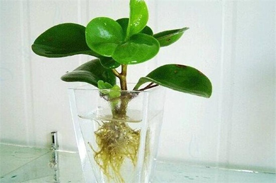 豆瓣绿水培如何生根