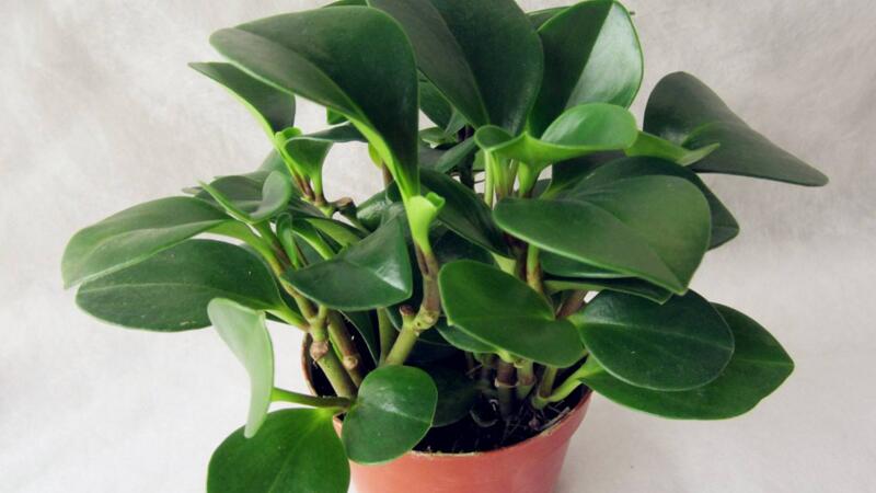 豆瓣绿如何养才茂盛