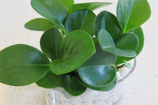 豆瓣绿如何养才茂盛