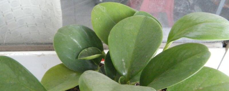 豆瓣绿叶子发黄如何办