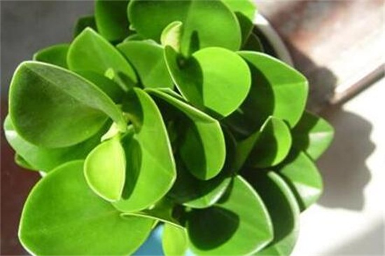 豆瓣绿叶子发黄如何办