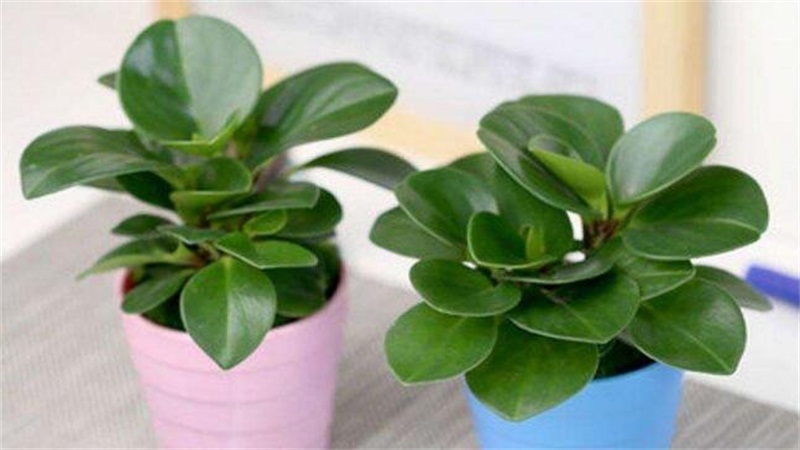 豆瓣绿的养殖办法和留意事项