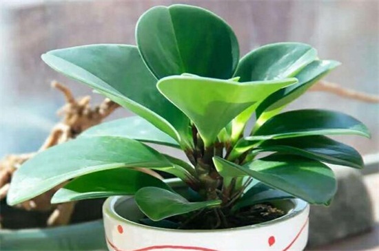 豆瓣绿的养殖办法和留意事项