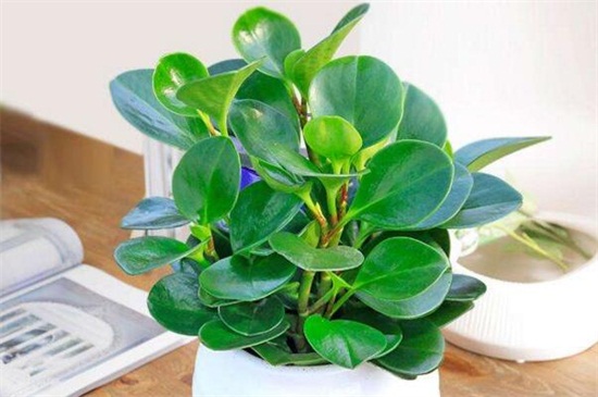 豆瓣绿的养殖办法和留意事项