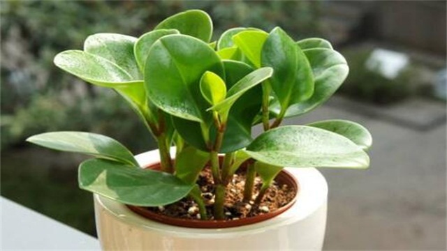 碧玉花的养殖办法和留意事项