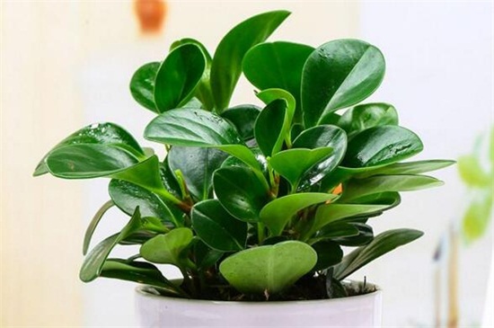 碧玉花的养殖办法和留意事项