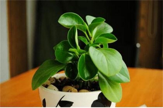 碧玉花的养殖办法和留意事项