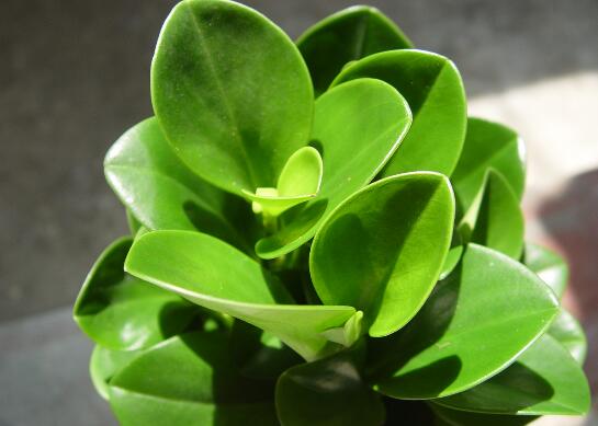 豆瓣绿如何修剪最漂亮,豆瓣绿的修剪办法与养护技巧