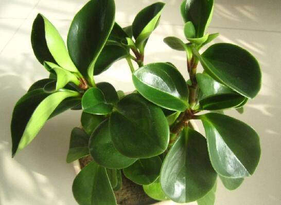 豆瓣绿如何修剪最漂亮,豆瓣绿的修剪办法与养护技巧