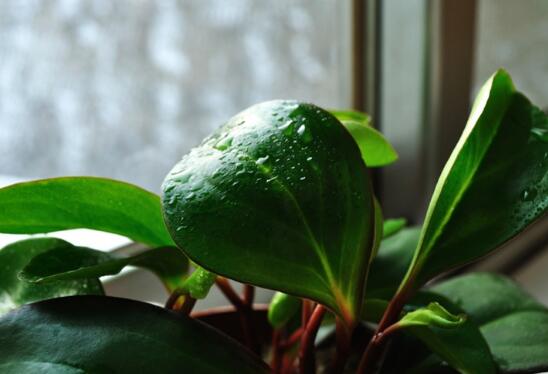 豆瓣绿如何修剪最漂亮,豆瓣绿的修剪办法与养护技巧