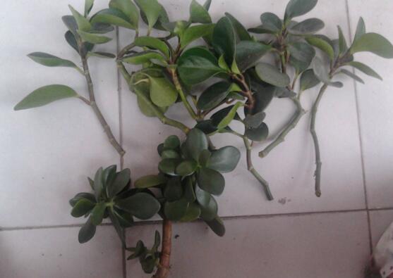 豆瓣绿如何修剪最漂亮,豆瓣绿的修剪办法与养护技巧