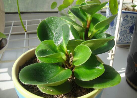 豆瓣绿如何修剪最漂亮,豆瓣绿的修剪办法与养护技巧