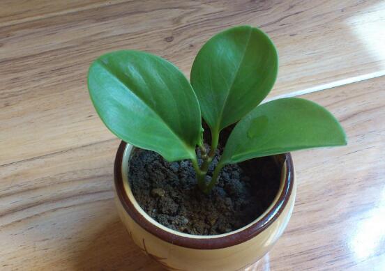 豆瓣绿如何修剪最漂亮,豆瓣绿的修剪办法与养护技巧