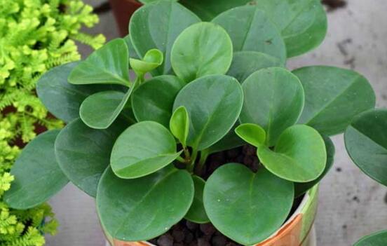 豆瓣绿如何修剪最漂亮,豆瓣绿的修剪办法与养护技巧