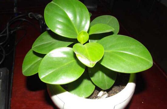 豆瓣绿如何修剪最漂亮,豆瓣绿的修剪办法与养护技巧