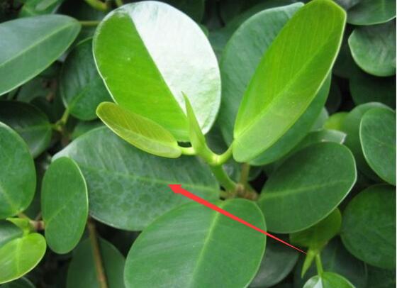 豆瓣绿叶插如何发芽快，4个技巧让豆瓣绿发芽提前1个月